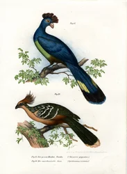 Turaco gigante